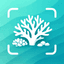 Coral Identifier app icon